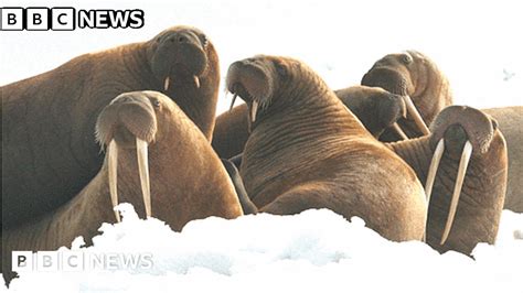 historic walrus database goes live 160 years in the making bbc news