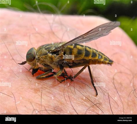 horse fly horsefly horse fly flies clegg horseflies painful infection  bite stock photo alamy