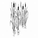 Cattails Rubber Water Beeswax Cling Unmounted sketch template