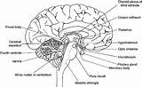 Fetal 1549 Psychology Neuron Unlabled sketch template
