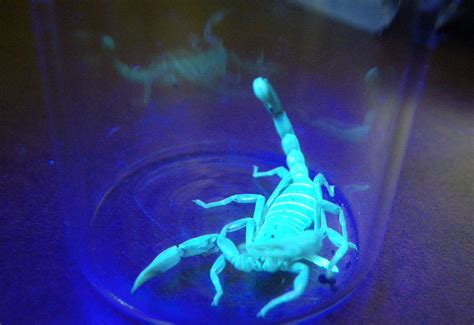 northern scorpion glows  black light whats  bug