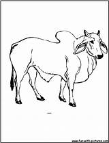 Bull Coloring Pages Ferdinand Clipart Color Brahman Cattle Fun Cartoon Library Popular sketch template