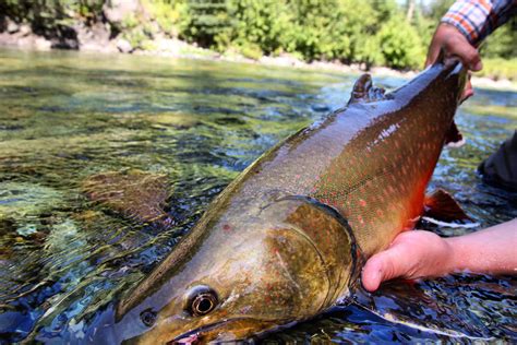 5 Reasons Bull Trout Should Be On The Top Of Your Bucket List