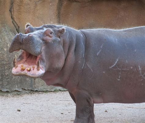 happy hippo  stock photo public domain pictures