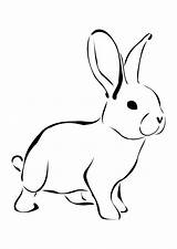 Lop Rabbit sketch template