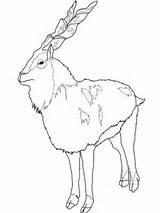 Markhor Coloring Ibex Alpine Color Supercoloring Pages Goats Designlooter Drawings Wild Endangered Animals Categories sketch template