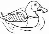 Mandarin Coloring Pages Duck sketch template