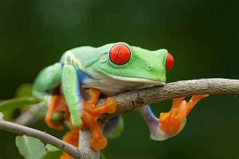 red eyed tree frog  sale  red eye tree frogs  sale