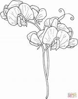 Pea Sweet Coloring Pages Flowers Flower Drawing Draw Printable Supercoloring Drawings Tattoo Sketches Colouring Floral Sheets Plant Size Sketching Choose sketch template