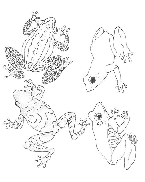 umbrella coloring mural frogs frog coloring pages animal coloring