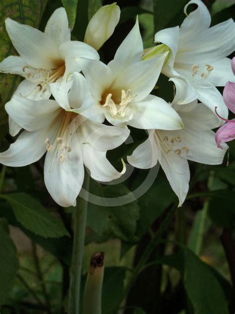 Amaryllis Belladonna White Flowered White Belladonna