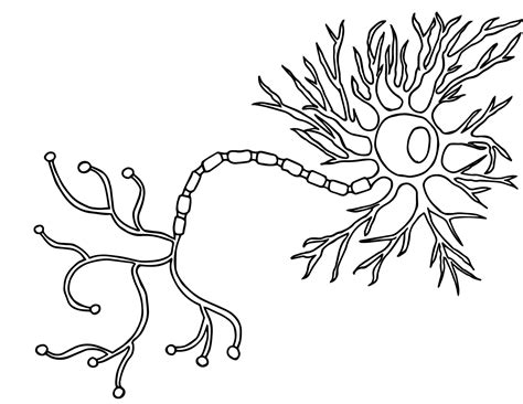 motor neuron coloring page science fest