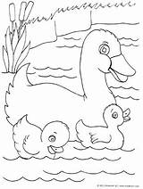 Duck Ducklings Ducks Kinderart sketch template