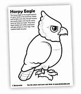 Coloring Eagle Harpy Caracara 403px 59kb Getcolorings sketch template
