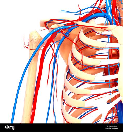 anatomy   shoulder anatomical charts posters