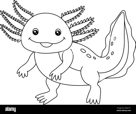 axolotl coloring page isolated  kids stock vector image art alamy