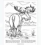 Alaskan sketch template