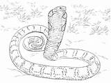Python Anaconda Snakes Realista Cobras Ausmalen Getdrawings Schlangen Clash Reale Supercoloring Coloriages Lenda Coloringbay Printmania Described Animali sketch template