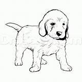 Golden Retriever Coloring Puppy Pages Goldendoodle Drawing Dog Line Puppies Drawings Labrador Lab Cute Draw Easy Color Labradoodle Pitbull Printable sketch template