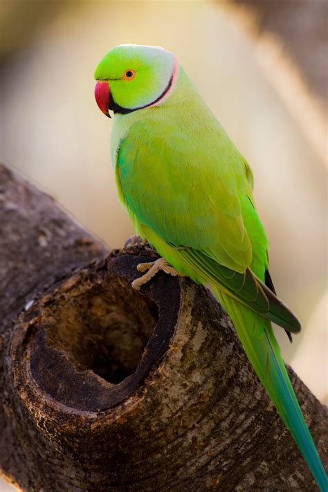 green indian ringneck parakeet    thefinchfarmcom pet birds parrot parrot pet