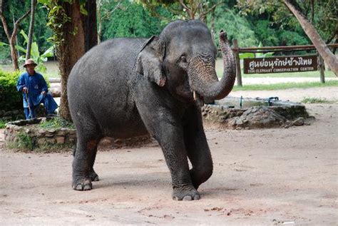 female asian elephants do not have tusks picture of thai elephant conservation center lampang