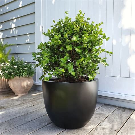 Large Buxus Plant In A Black Pot Outdoor Pot Plant Plantandpot Nz
