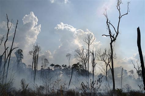 devastation  amazon rainforest fires  burning unabated world news