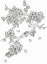 Blossom Cherry Coloring Tree Drawing Flower Japanese Pages Flowers Tattoo Blossoms Drawings Trees Outline Sketch Printable Step Tattoos Sketches Color sketch template
