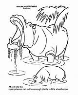 Hippo Wild Hippopotamus Yawning Animaux Hippopotame Coloriage Sheets Honkingdonkey Coloriages Coloringhome sketch template