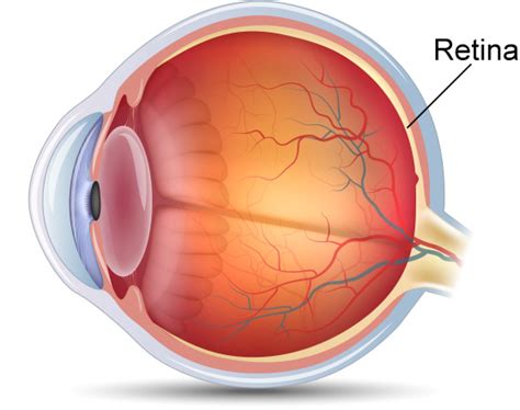 retina boozmanhof