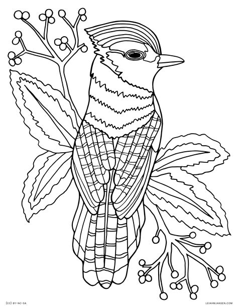 bird  paradise coloring page  getcoloringscom  printable