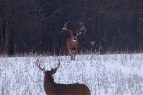 largest wild buck  caught  camera  filmed  drury outdoors wide open spaces