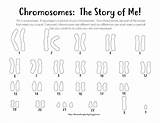 Karyotype Coloring Down Syndrome Male Sheets Female sketch template