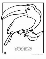 Rainforest Endangered Birds Toucan sketch template