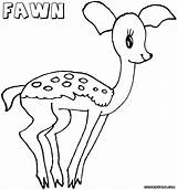 Deer Fawn Coloring Pages Colorings sketch template