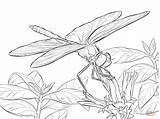 Dragonfly Dragonflies Darter Winged Intricate sketch template