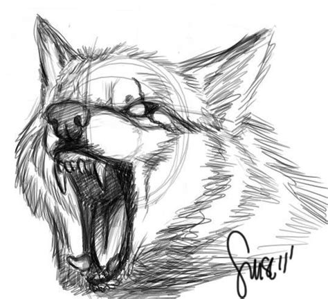 animal sketches wolf sketch wolves  angry wolf