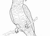 Realistic Parrot Coloring Pages Getdrawings Color Printable Getcolorings Print sketch template