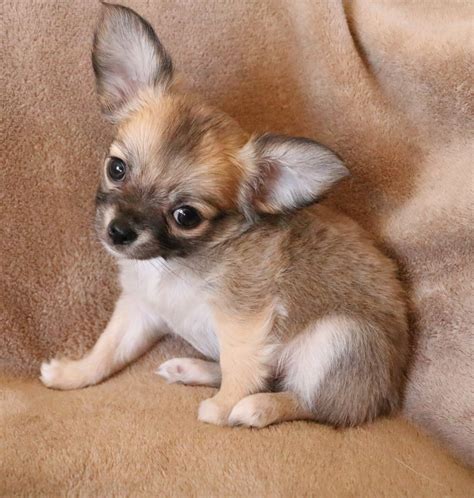 chihuahua puppies  sale muskogee