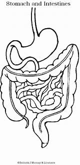 Digestive Humano Digestivo Esophagus Actividades Sistemas Aparato Boeddha Waarom Darmen Werkt Koffie Zo Je Corpo Preescolar Esquema Intestine Intestines Ciencias sketch template