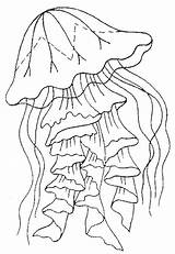 Jellyfish Getdrawings sketch template