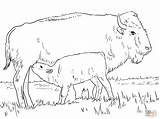 Bison Ausmalbilder Colorare Bufalo Buffalo Kalb Ausmalbild Supercoloring Ausdrucken Zeichnen sketch template