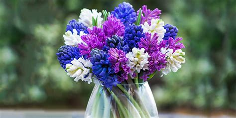 care tips  hyacinths appleyard london spring flowers