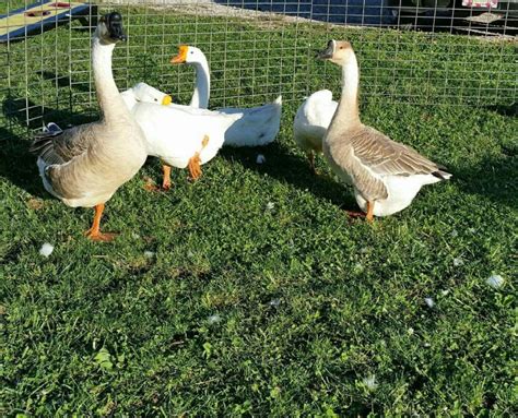 hatchery choice geese surplus cackle hatchery®