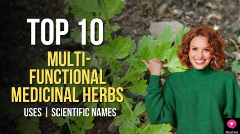 top  multi functional medicinal herbs medicinal plants   grow  home blissedzone