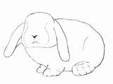 Rabbit Realistic Rabbits Bunnies Kaniner Tegninger Zeichnen Eyes Nemme Hase Drawcentral Kaninchen Udvikle Billede Især Tegne Eksempler Disse Sig Evnen sketch template