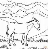 Colorare Burro Asinello Asini Donkey sketch template
