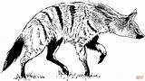 Hyena Coloring Pages Striped Realistic Printable Hyenas Color sketch template