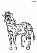 Zebra Coloring Simple Animals sketch template