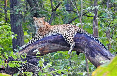 finding leopards   tiger country pugdundee safaris blog